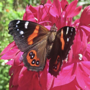 Image for Help us Beautify our Butterfly & Moth Habitat 