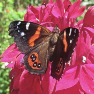 Image for Help us Beautify our Butterfly & Moth Habitat