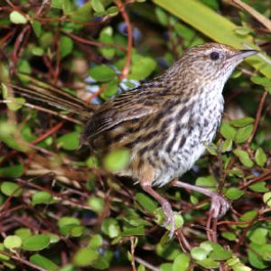 Image for Bring Back the Mātātā (Fernbird)