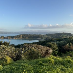 Image for Garden Guardians on a restored island in the Hauraki Gulf